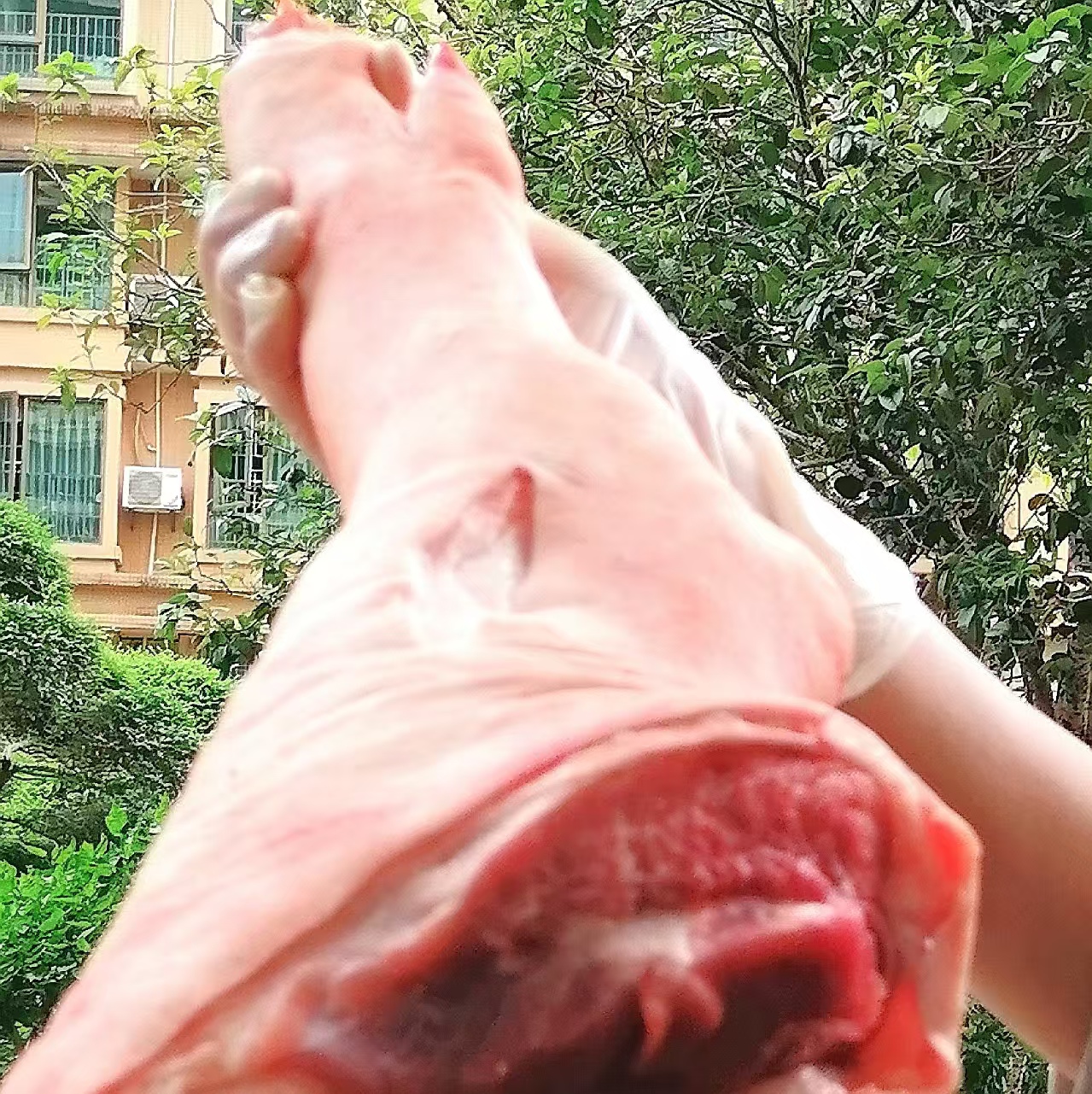 （本直播间特价正宗农家土猪）瑶山土猪肉猪手