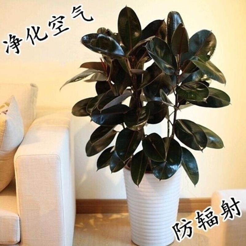 橡皮树黑金刚盆栽花盆苗客厅室内绿叶大叶四季常青型植物净化空气