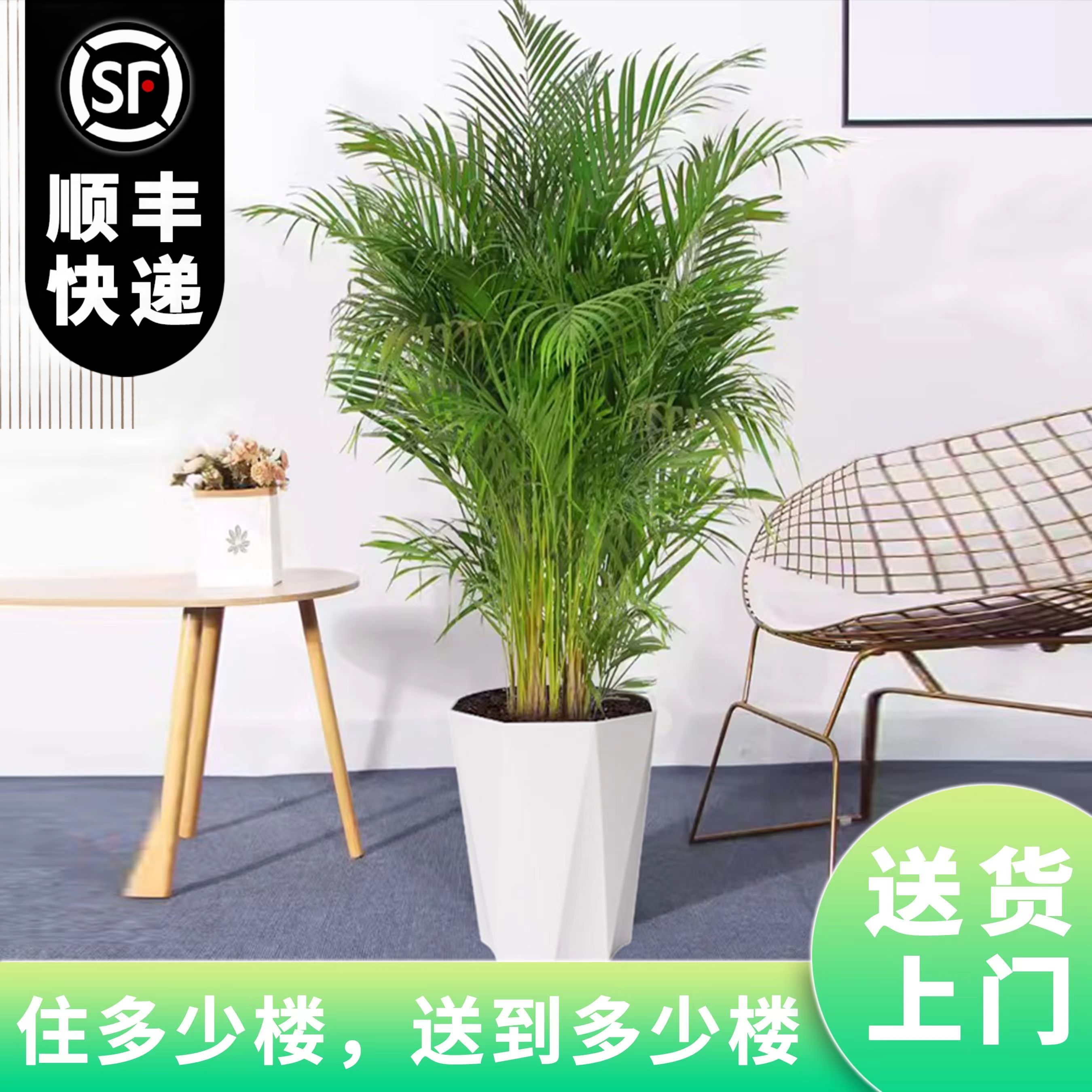 富贵椰子凤尾竹盆栽散尾葵植物盆栽网红绿植室内净化空气好养易活