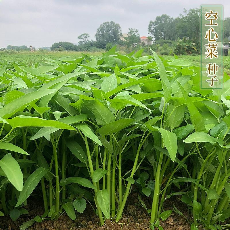  竹叶空心菜中叶种籽易种种籽竹叶菜多次采收四季盆栽播种蔬菜