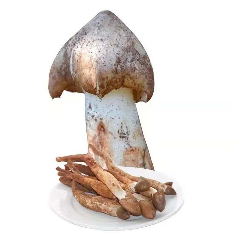 云南精品鸡枞菌 500克 1000克