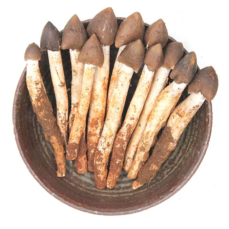 昆明生鲜火把鸡枞菌 500克 1000克