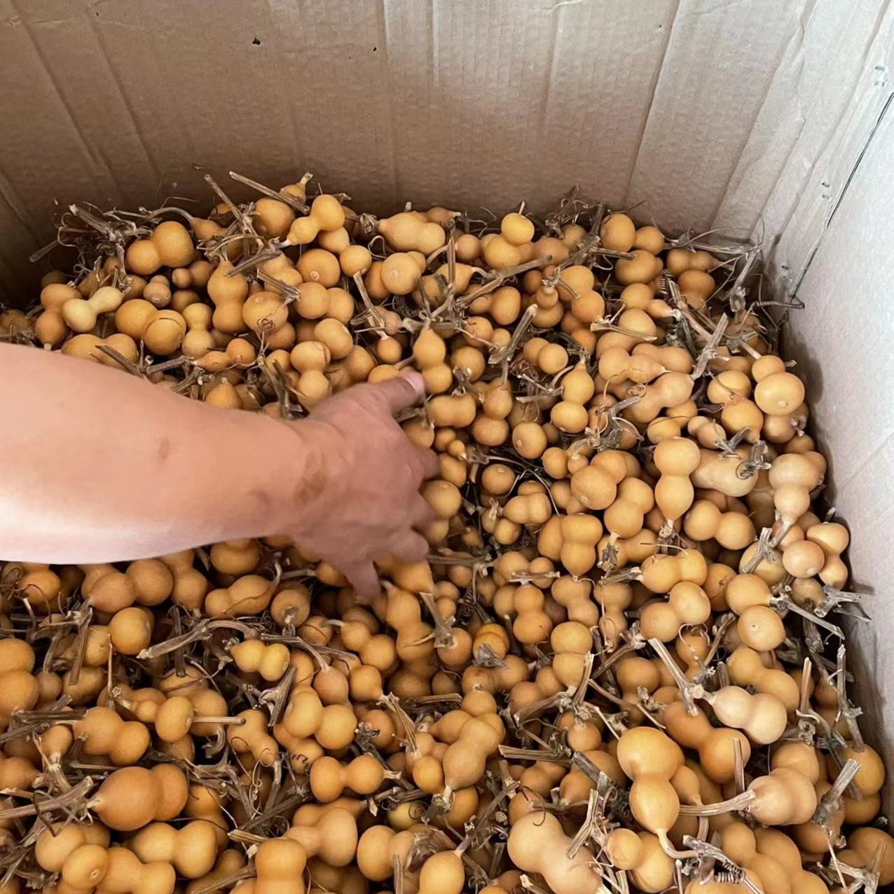 【价格链接】葫芦 请勿直接下单