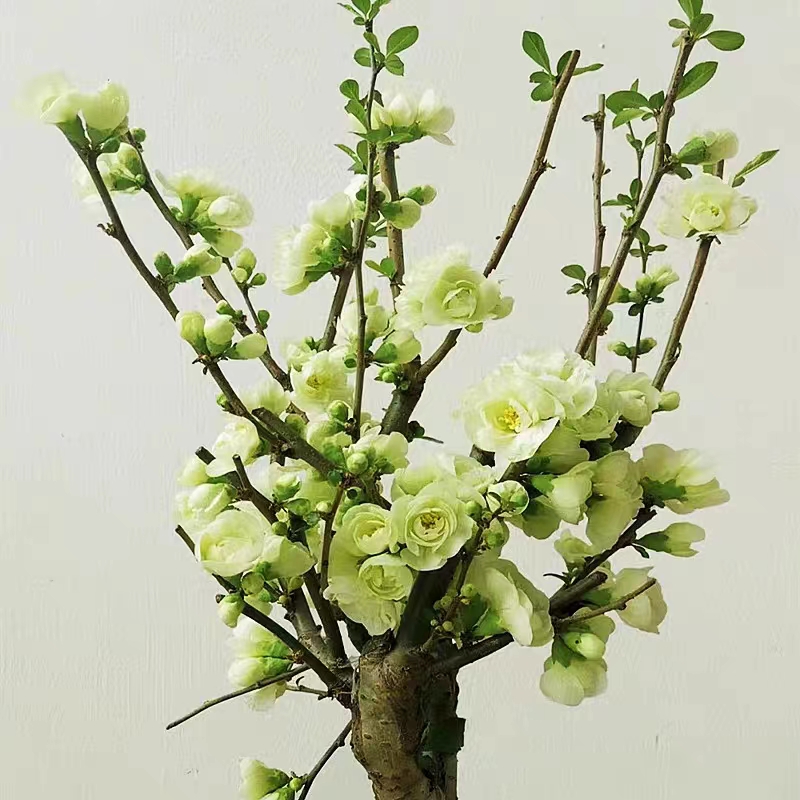 绿宝石海棠花树苗盆栽绿海棠盆景银长寿树桩耐寒室内阳台花卉绿植
