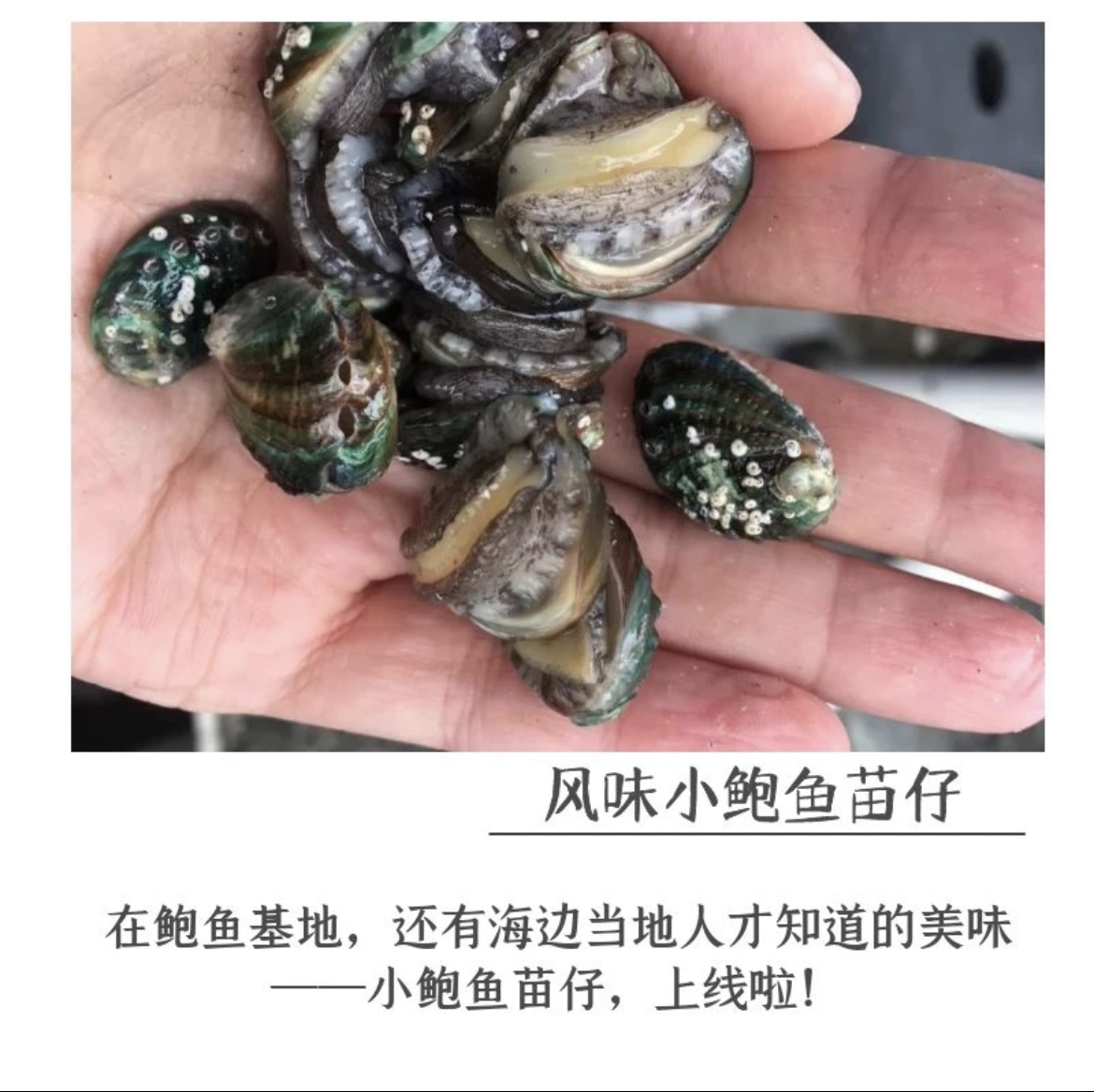 福建省东山岛小鲍鱼苗美味小海鲜小鲍鱼仔一份250g净重6盒起拍
