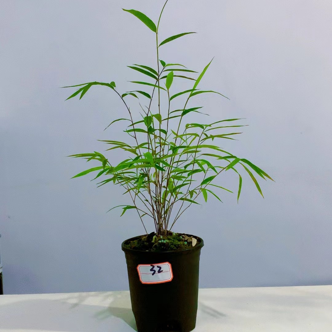 内门竹/小丛林12厘米盆口/翠绿飘逸