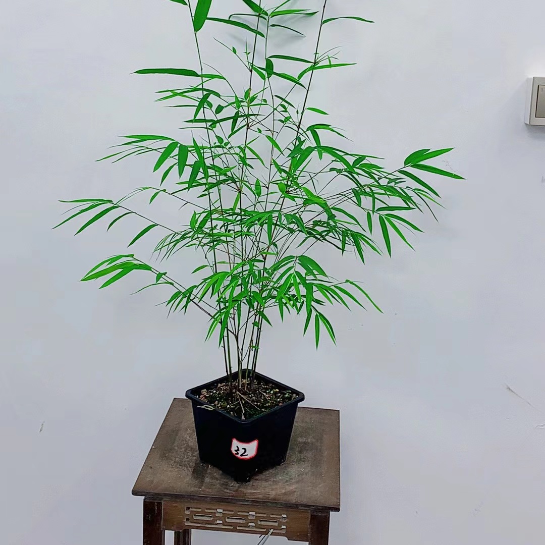 小盆内门竹/精品盆栽/包邮