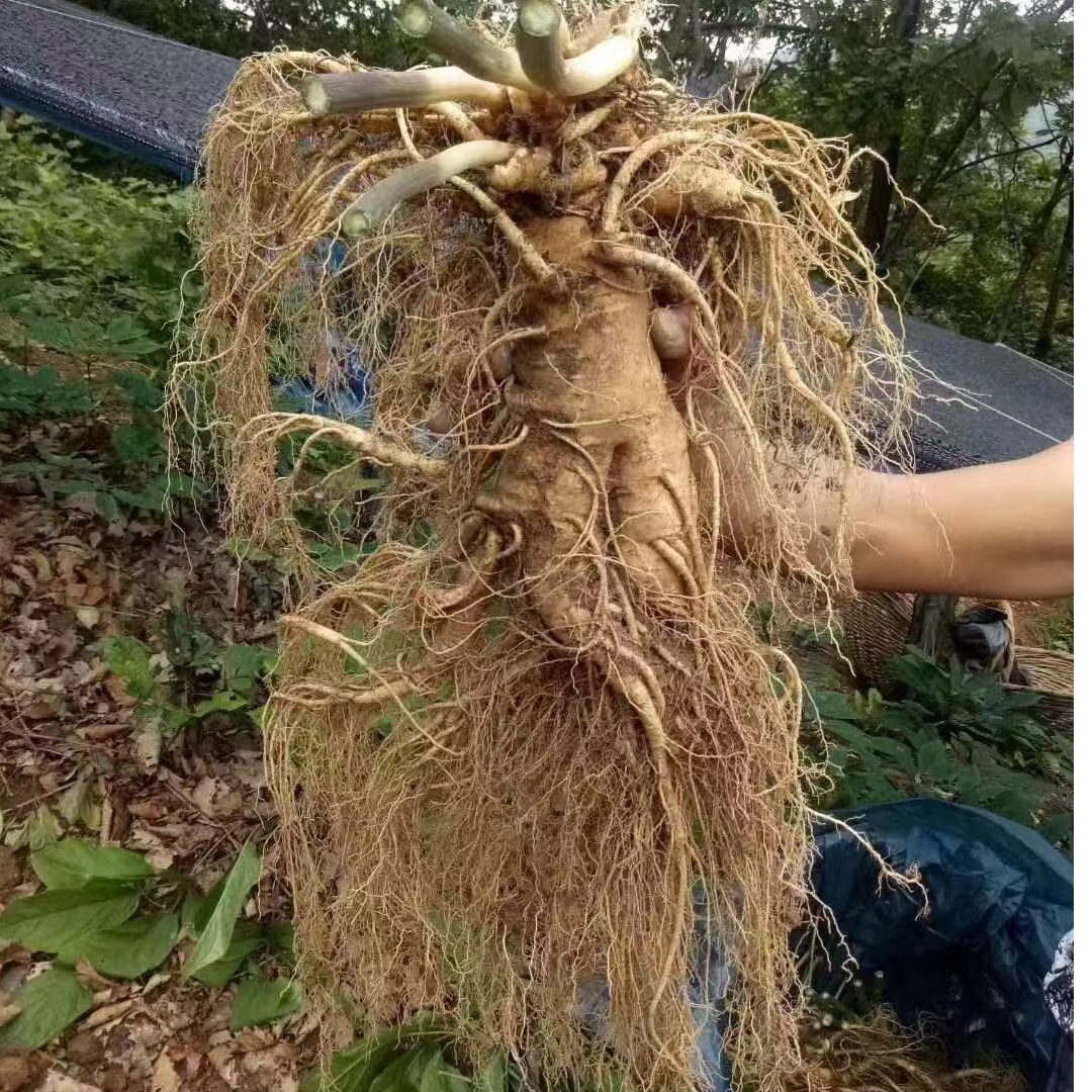 长白山 种植 园参