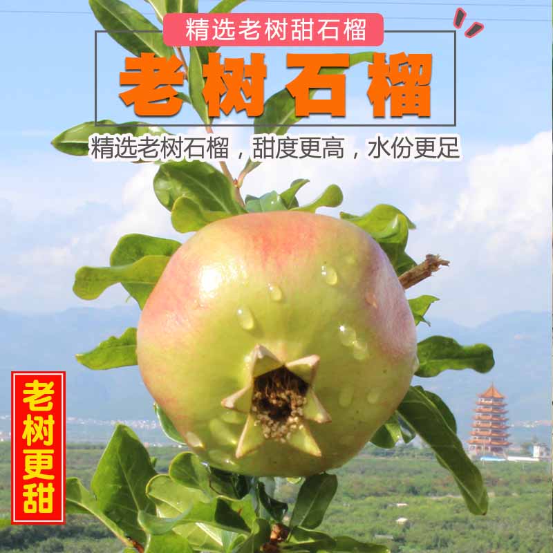 云南蒙自老树绿籽石榴 皮薄粒大多汁味甜 单果4-6两 6个装