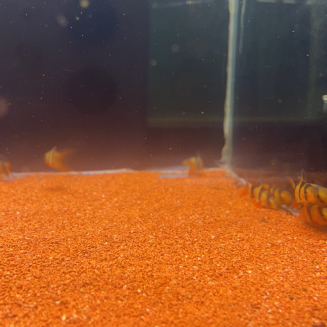 三间鼠鱼观赏鱼底栖鱼