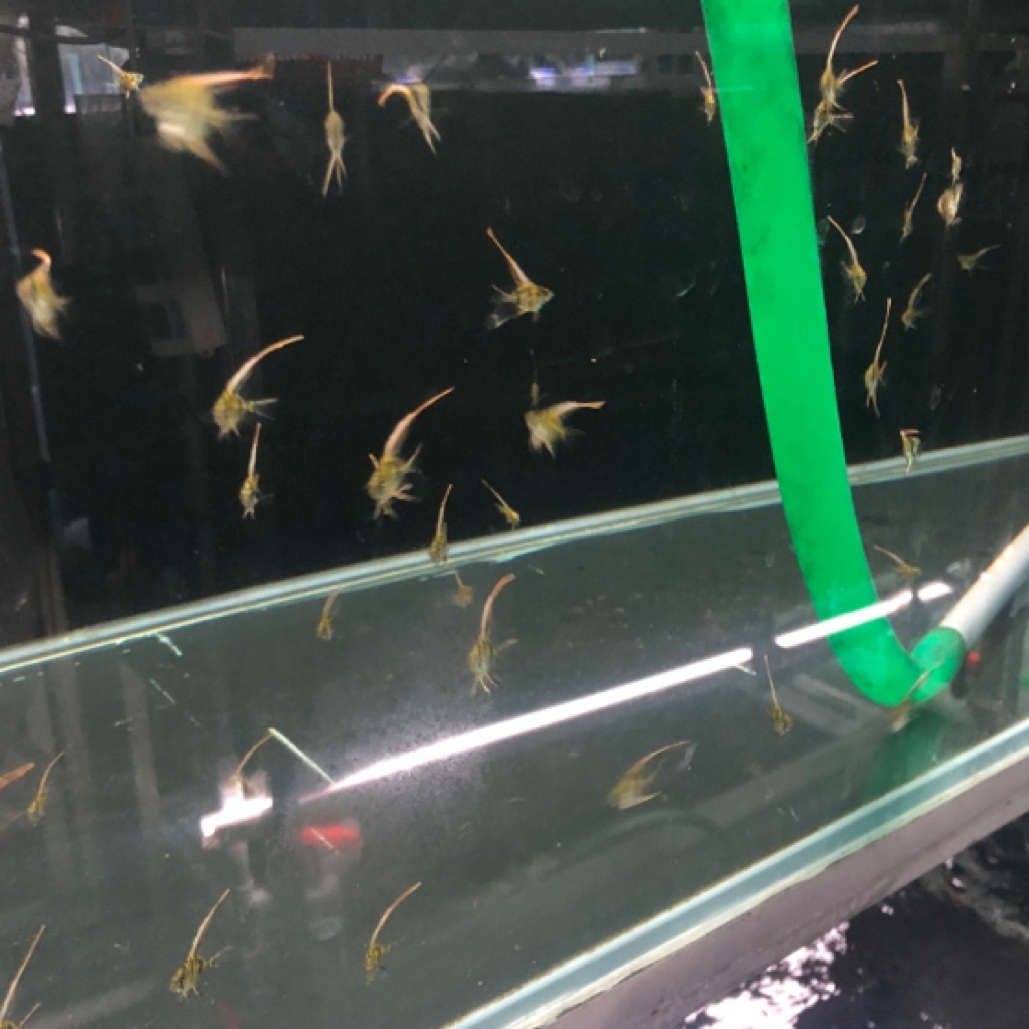 埃及F1神仙鱼观赏鱼