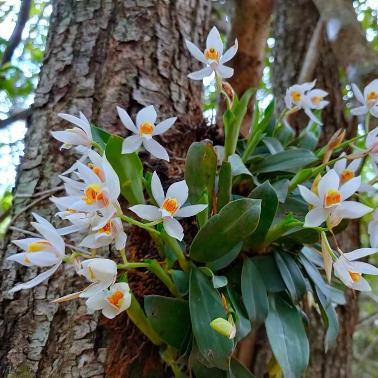100到500寄生附生植物贝母兰