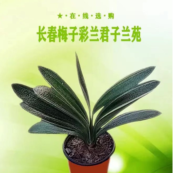 1号链接  精品君子兰 绿植花卉富贵盆栽  直播付款  其它时间勿拍
