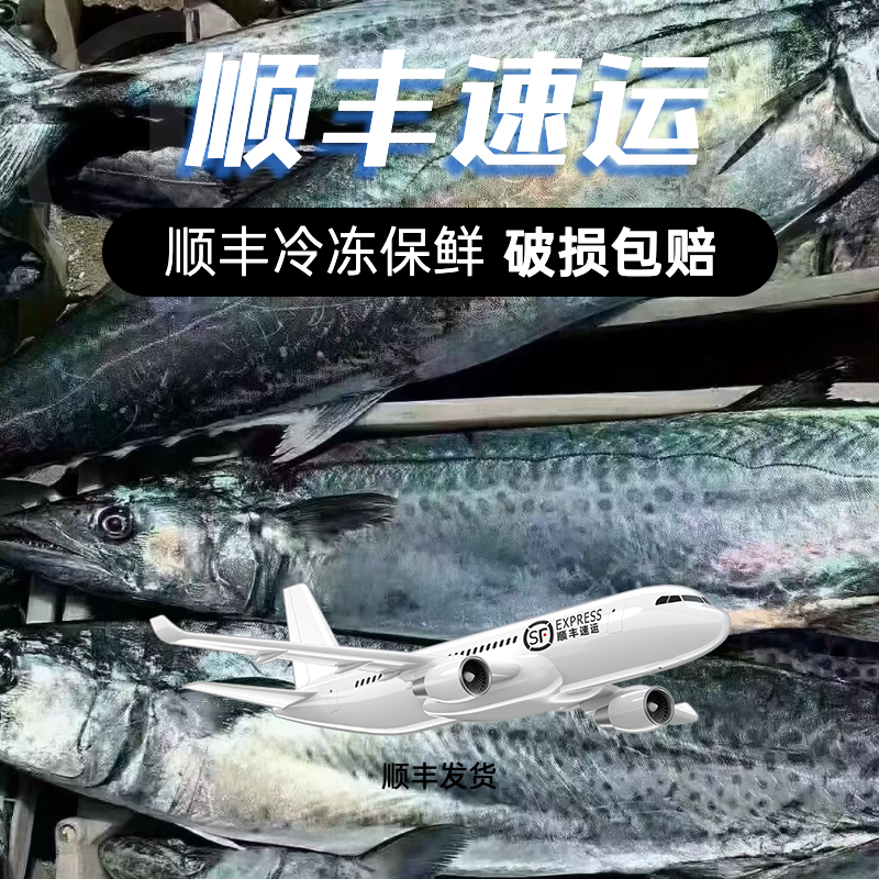 青岛原产地沙子口新鲜大鲅鱼礼盒顺丰冷链速冻发货