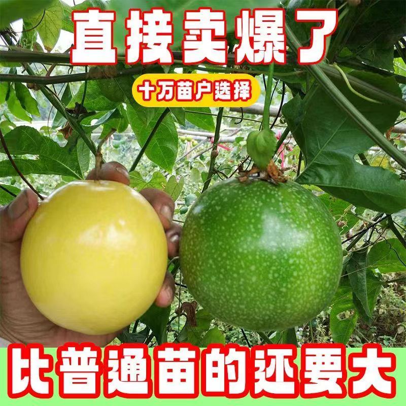 一年四季结果百香果嫁接苗买当年结果常绿带土带叶发货