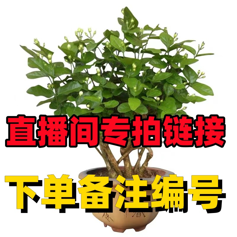①直播链接广西白色茉莉花老桩盆栽