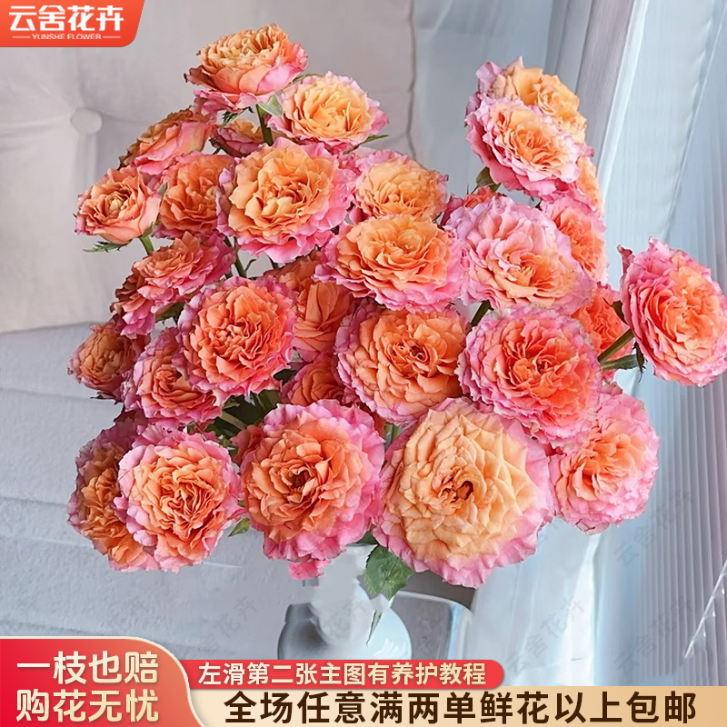 【云舍花卉】【火灵鸟泡泡】多头玫瑰 任意满两单及以上鲜花包邮发货