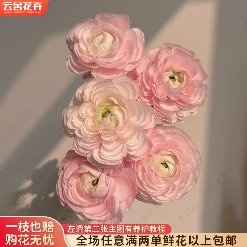 【云舍花卉】【荷花酥】洋牡丹 全场任意满两单及以上鲜花包邮发货