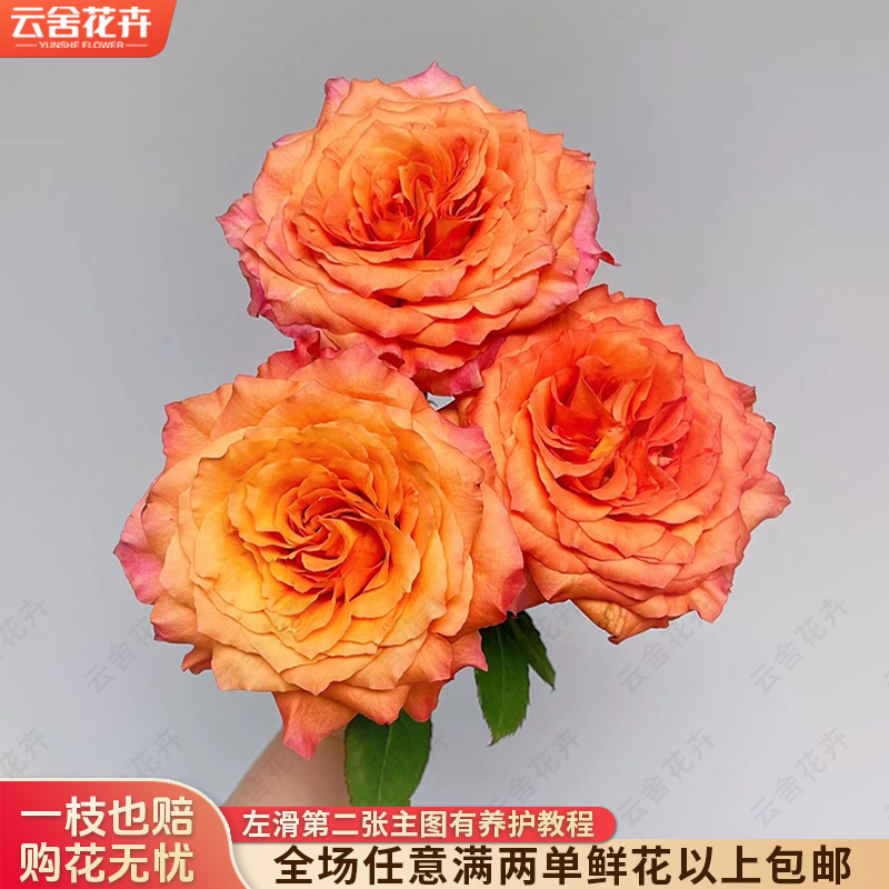 【云舍花卉】【火灵鸟】单头玫瑰全场任意满两单及以上鲜花包邮发货