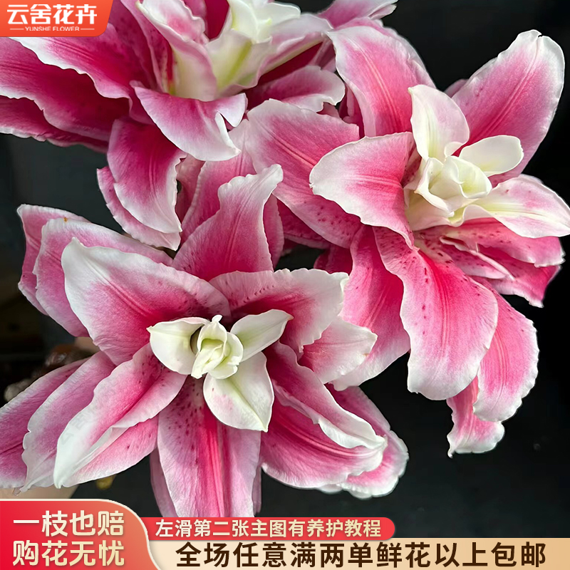 【云舍花卉】【迪奥】重瓣百合 全场任意满两单及以上鲜花包邮发货