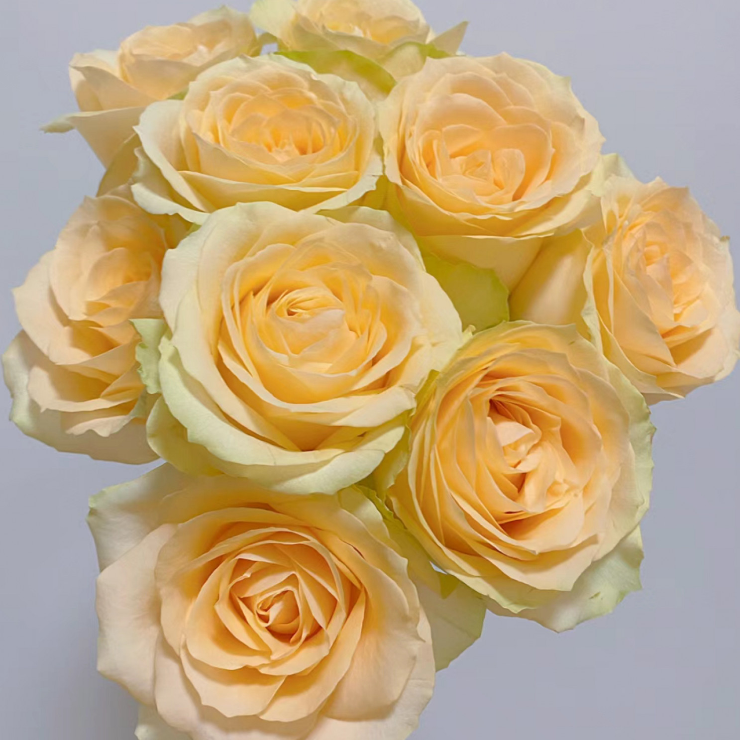 云舍花卉蜜桃雪山玫瑰云南昆明基地直发水培花卉室内水养鲜切花