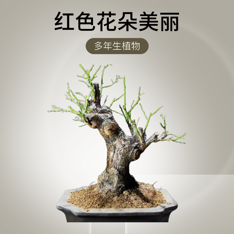 梅花花卉绿植盆景盆栽庭院观赏办公养护易养耐寒