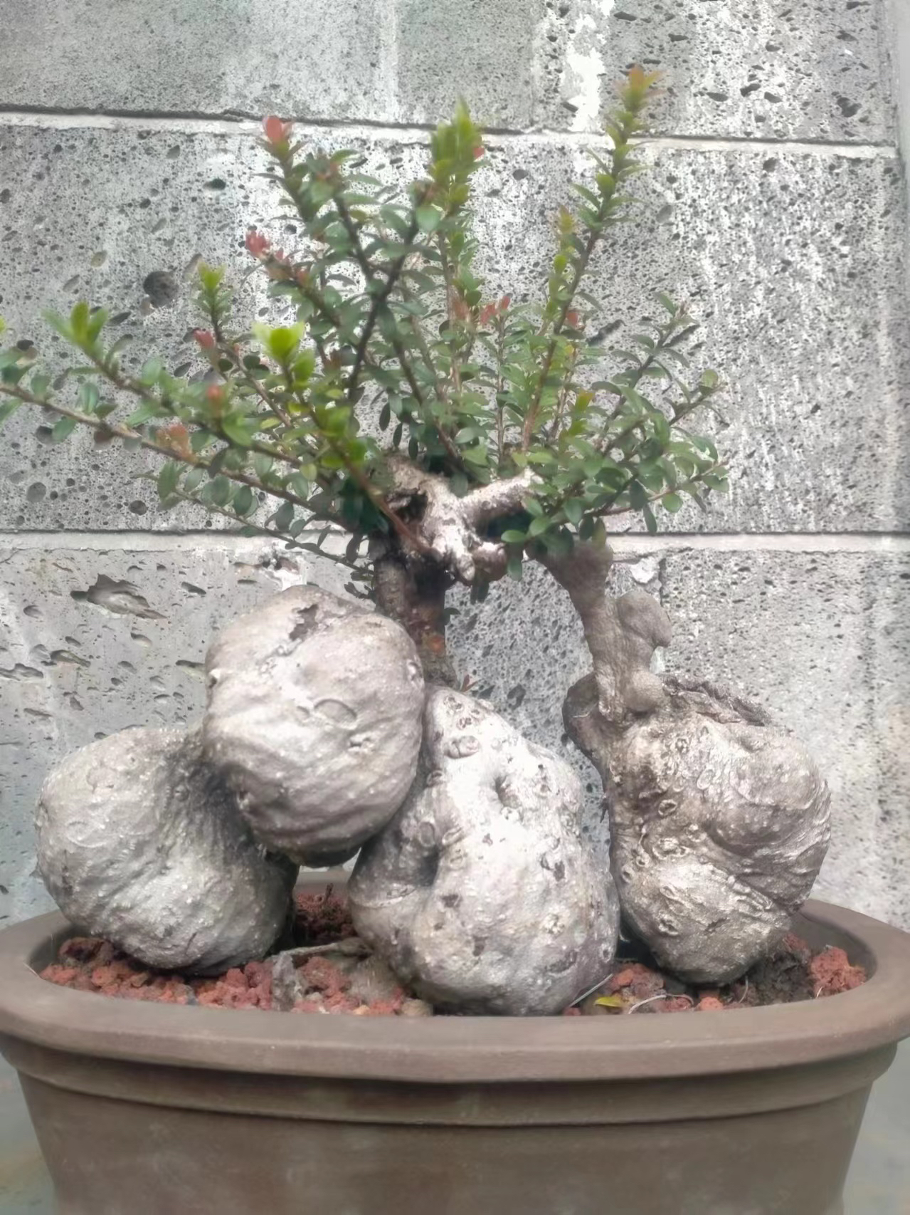 云南红花米叶五翅梅