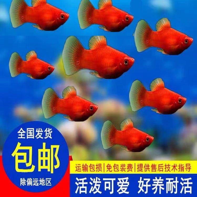 红球鱼精品2cm左右胎生鱼红皮球鱼好养玛丽球鱼大肚子小型观赏鱼