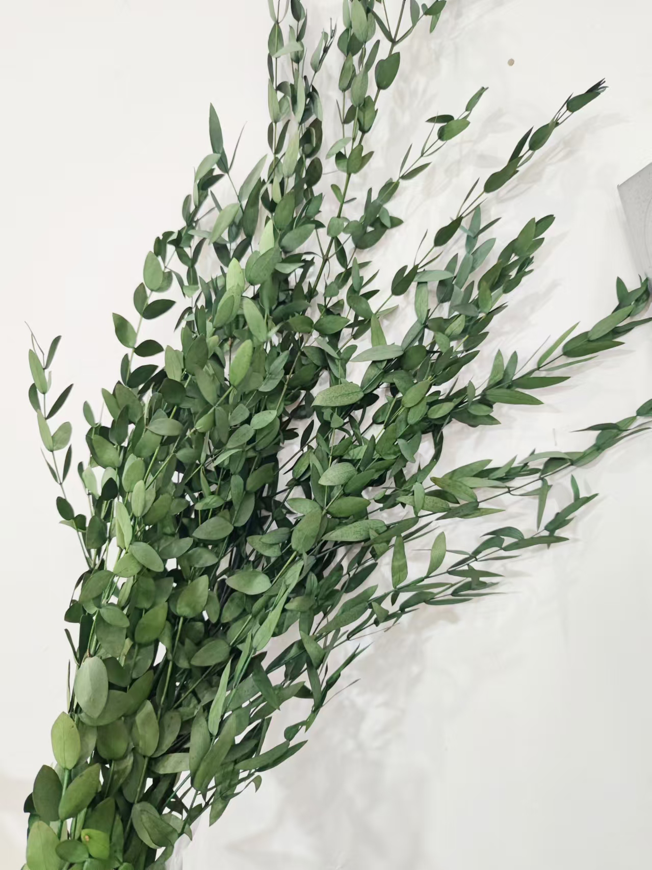 【尤加利细叶】永生尤加利叶桉树叶铜钱桉真花diy客厅装饰插花材料