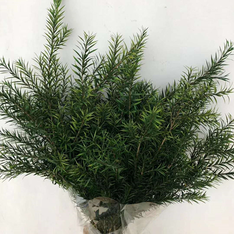 【千层金】永生花千层金云南批发居家节庆装饰材料情人节礼品花材