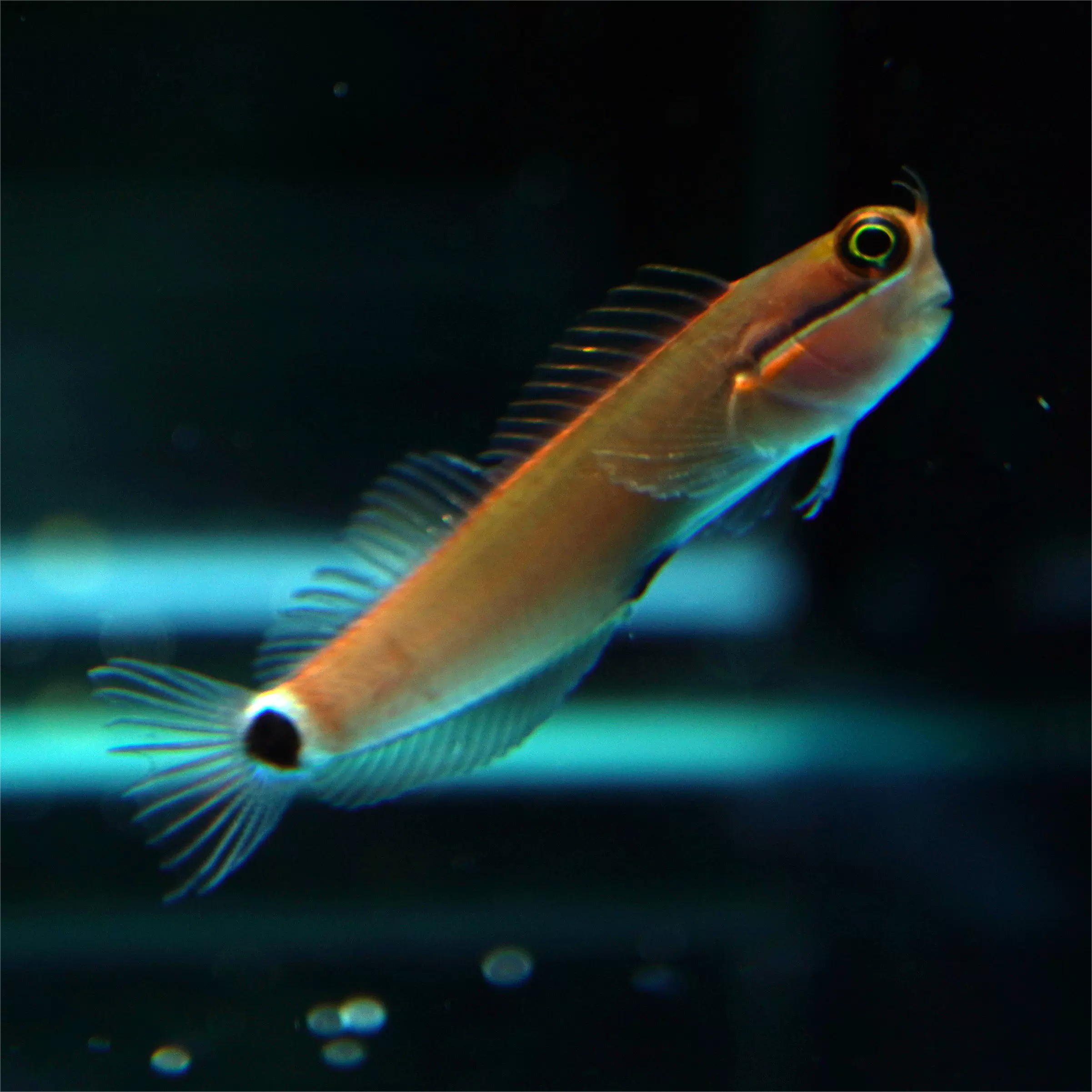 小丑虾虎活体海水鱼海缸珊瑚缸除藻吃藻生物顺丰发货珊瑚缸饲养