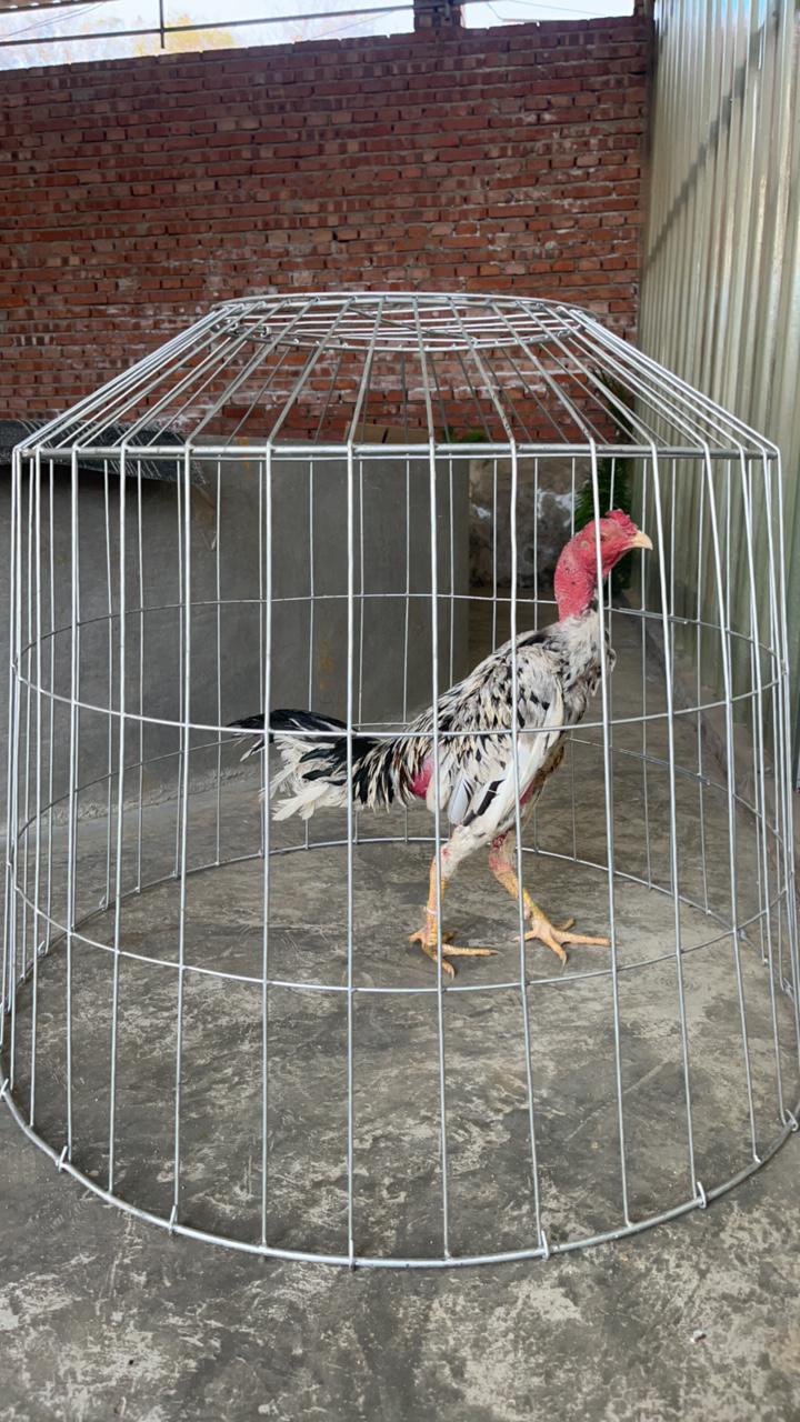 斗鸡用品 单层罩笼 铁笼