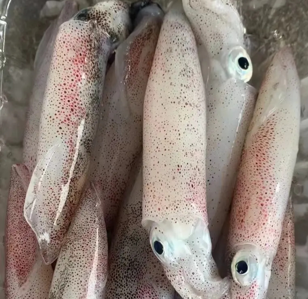 净重4斤  新鲜海兔（一口鱿 笔管鱼 ）  500g/包    连云港发货