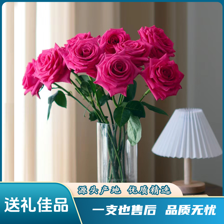 【弗洛伊德】云南鲜花玫瑰花束送礼产地优质精选生活插花新鲜带回家