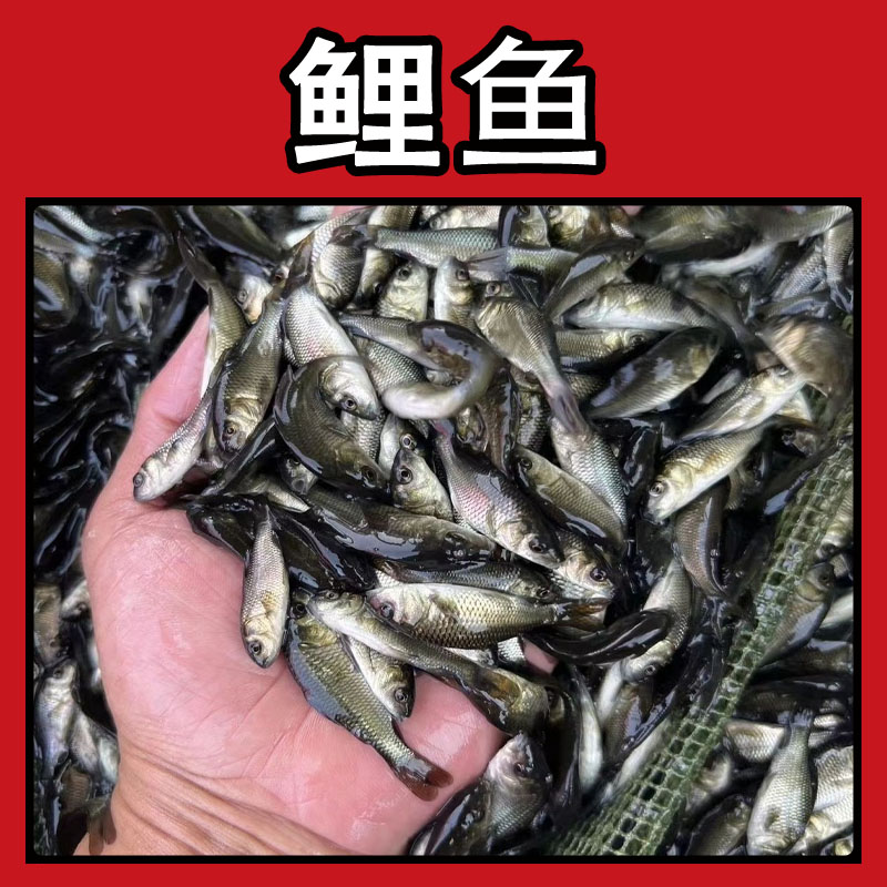 黑鲤鱼苗建鲤丰鲤鱼稻田鲤淡水活体养殖宠物活体