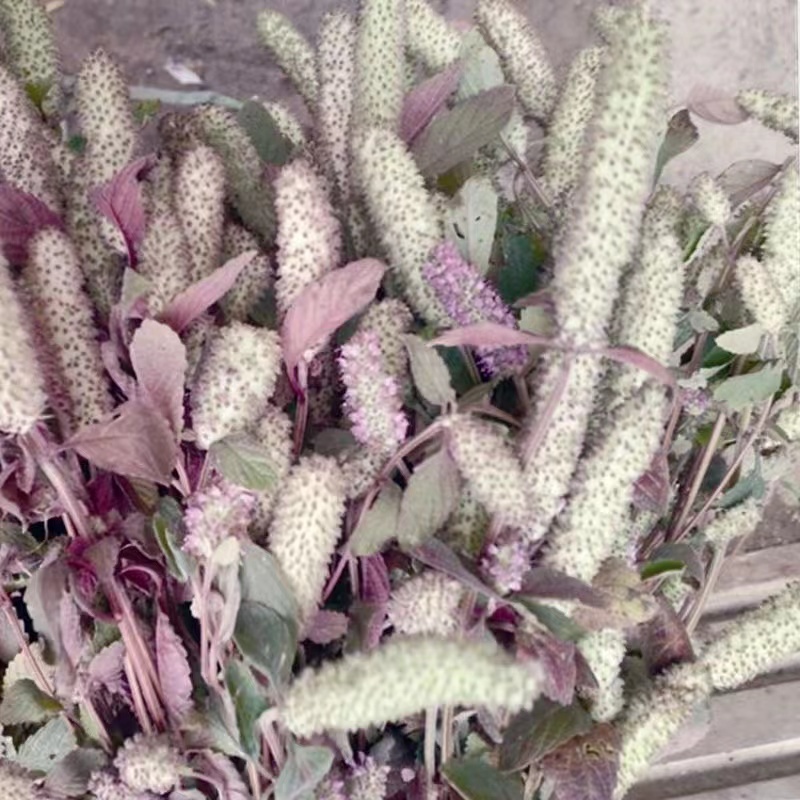 贵州特产木姜花本草花农家种植木疆花调味料蘸水必备5-20朵