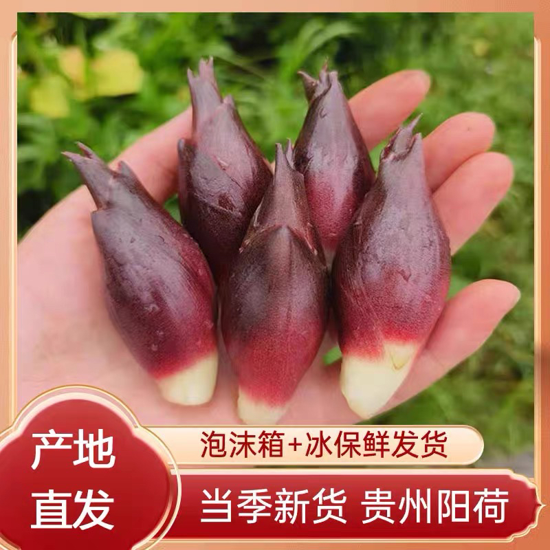 贵州洋荷姜新鲜野生阳荷杨荷贵州特产农家美味泥现摘鲜嫩0.5-4斤