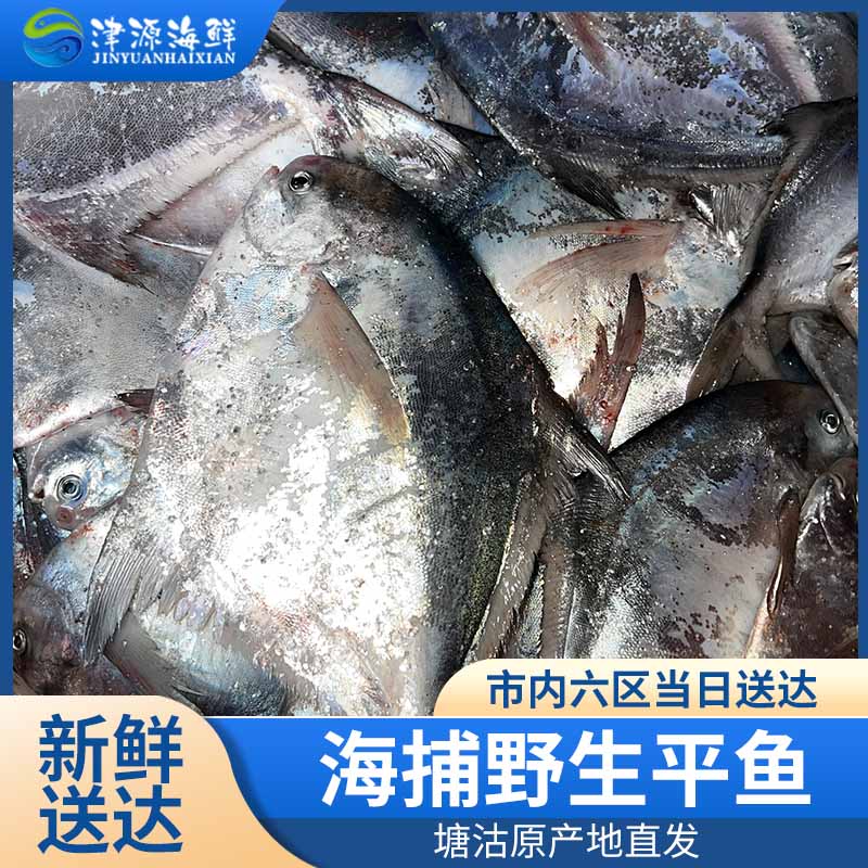 【塘沽本地平鱼】天津塘沽本地野生大平鱼（4两～1斤）塘沽下船当日达