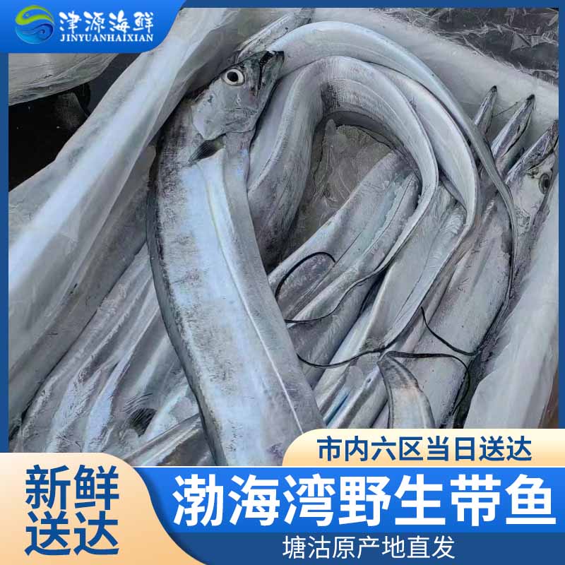 渤海湾天津塘沽本地野生大带鱼（大带鱼一斤以上一条）塘沽码头鲜发