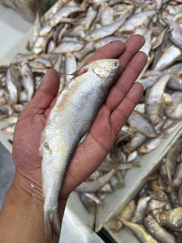【本地鲜马口鱼】渤海湾野生（大小混马口鱼）介意小勿拍塘沽码头发货