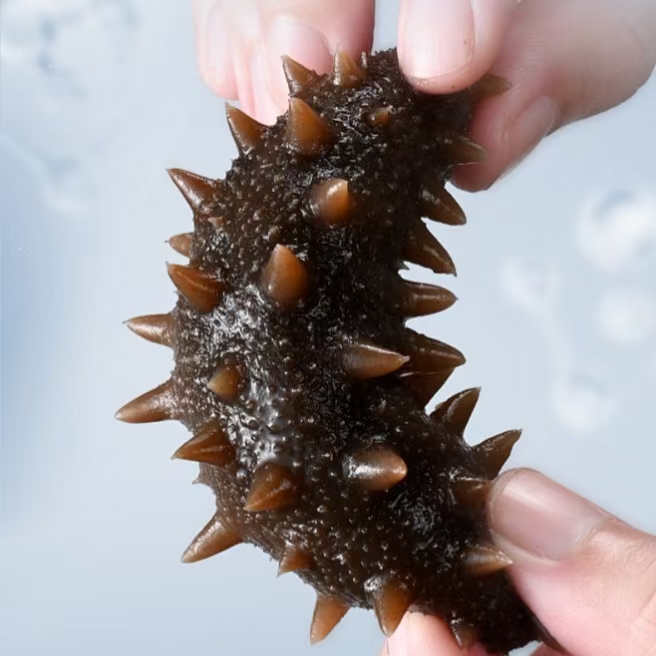 青岛即食海参50-60只左右（活参加工 顺丰包邮）加两只试