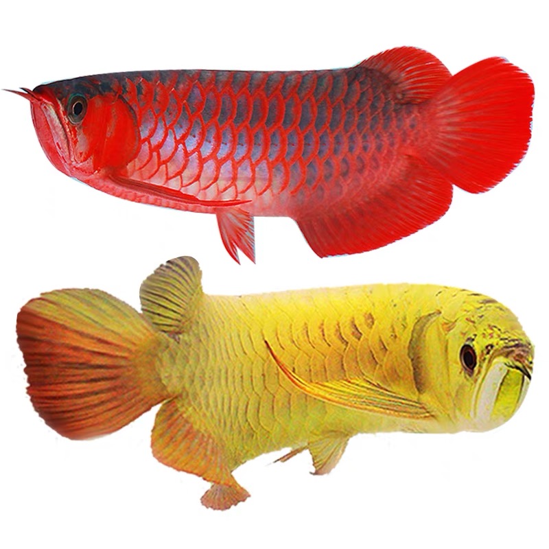 【到货开箱长视频】活体龙鱼