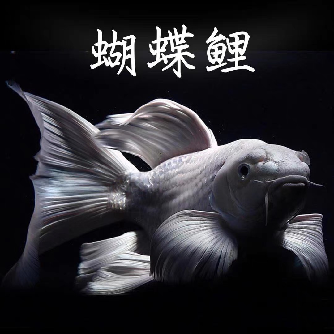 发顺丰定水稳定活体观赏鱼蝴蝶鲤锦鲤