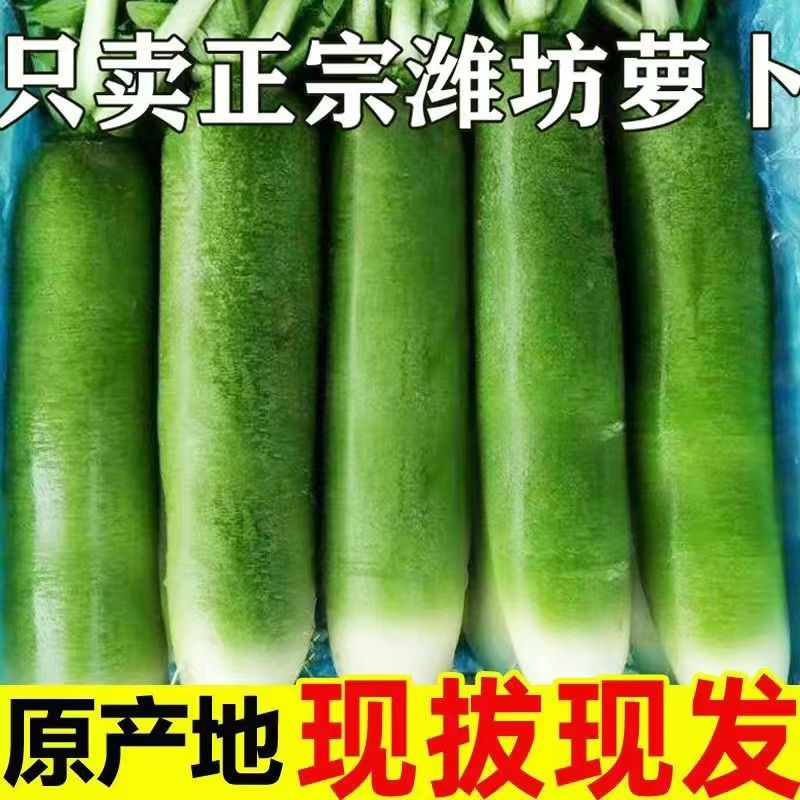 【现拔现发】潍坊水果萝卜生吃脆爽微甜微辣青萝卜净重五斤包邮