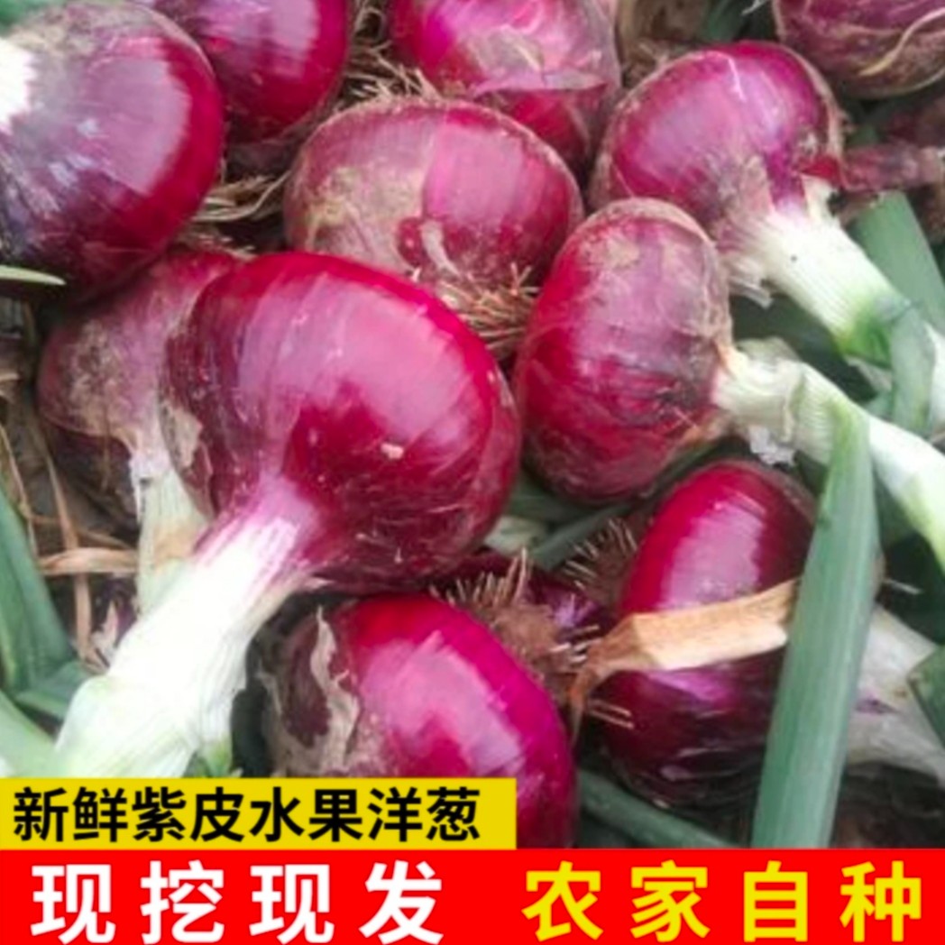 河南本地露天种植紫皮洋葱鲜嫩多汁现挖现发3-5装包邮