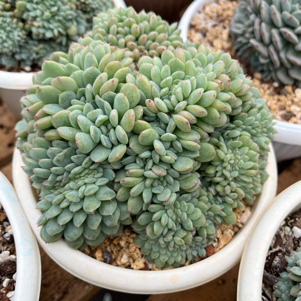 御秀园艺 白胖子缀化 多肉植物