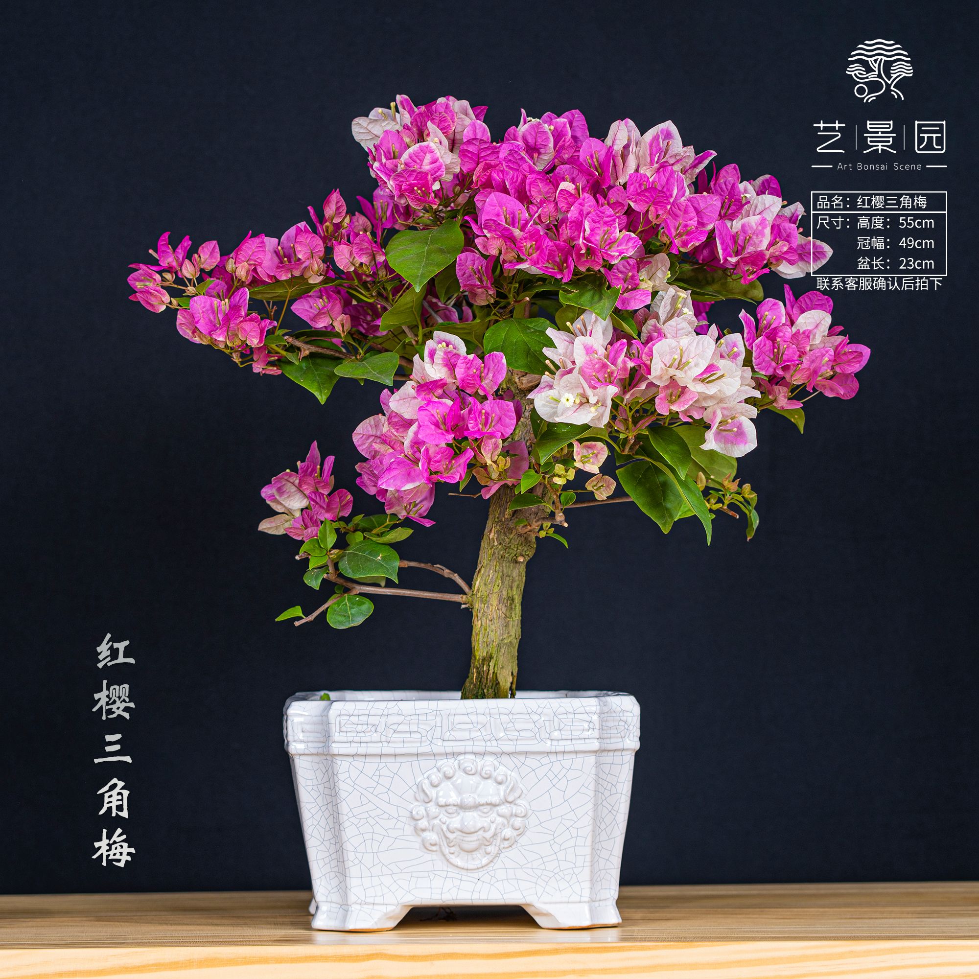 【艺景园-多姿多彩】三角梅通用链接一物一拍花色观赏截图为准（780）