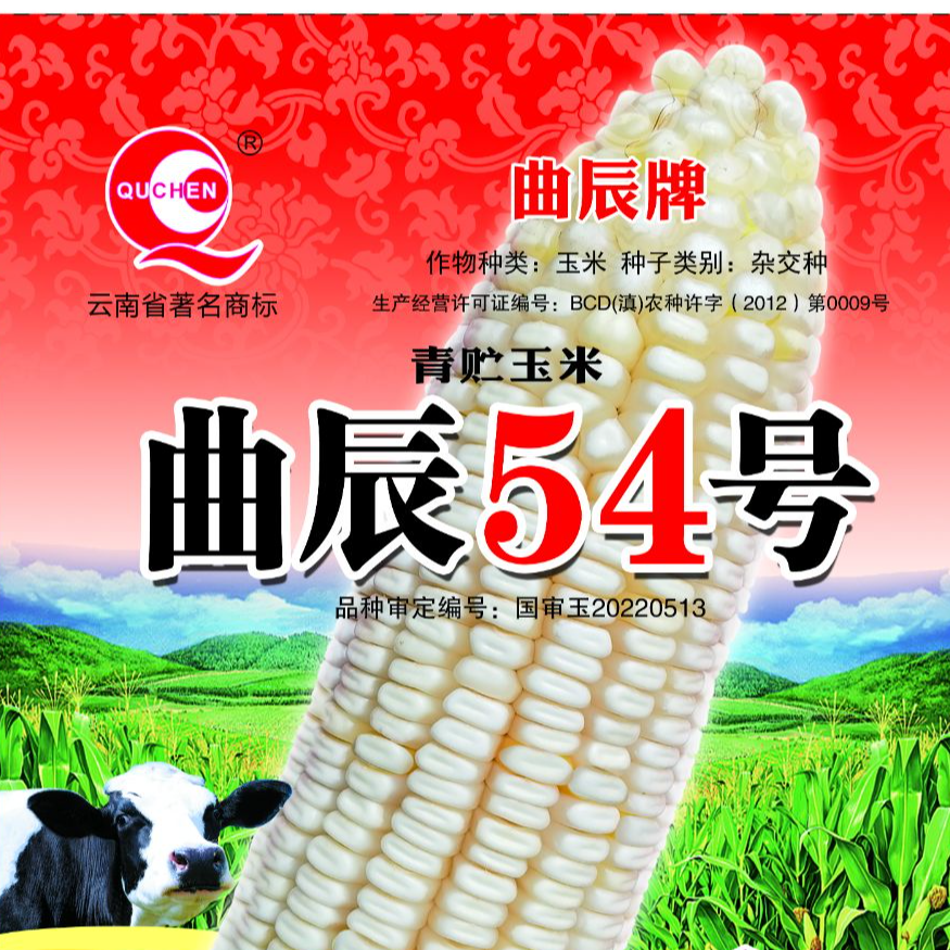 曲辰54号高产高蛋白青贮玉米种子植株高大叶片宽厚高产玉米品种