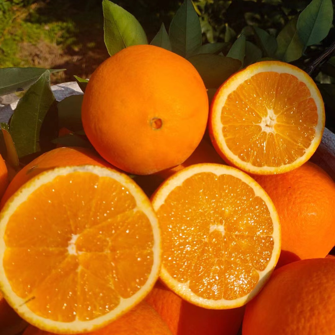 脐橙 沃柑 红美人庭院盆景盆栽一物一拍