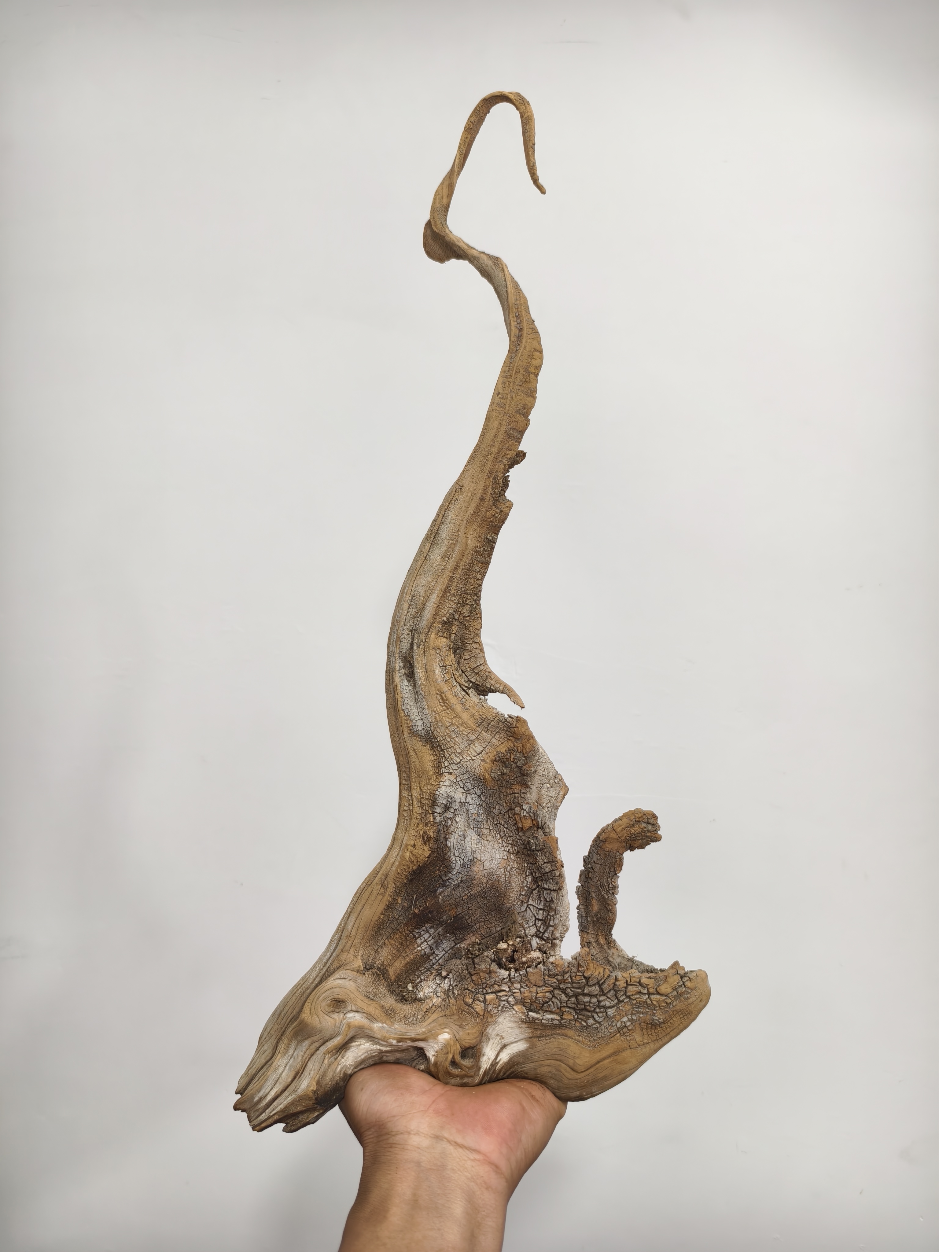 北太行崖柏直播链接